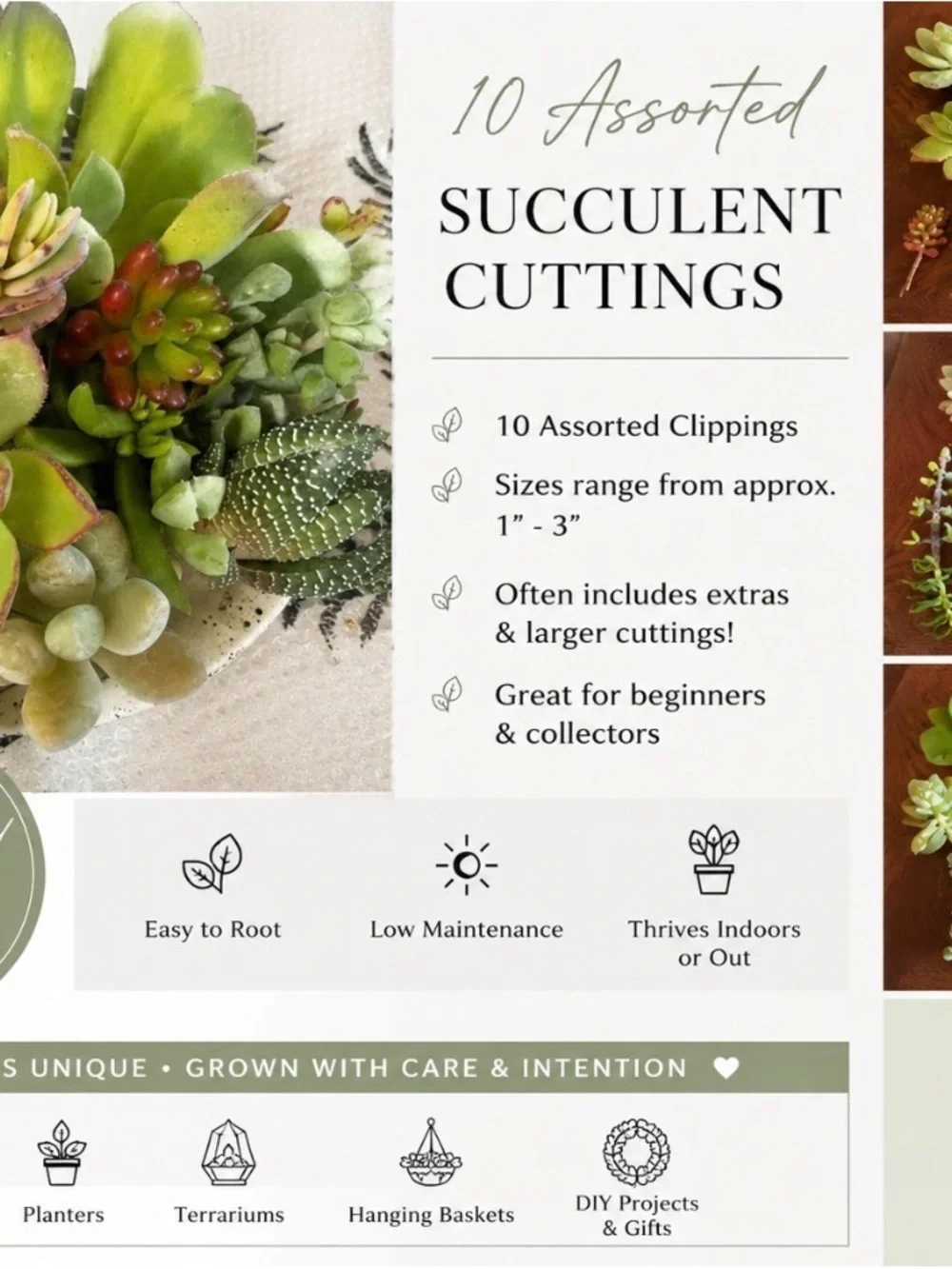 10 Assorted Live Succulent Cuttings | Fresh Garden Clippings DIY Variety Pack